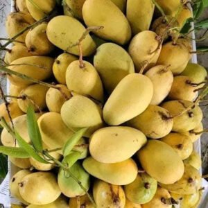 12 কেজি কাটিমন আম