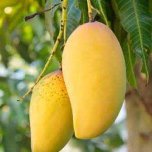 6 কেজি কাটিমন আম