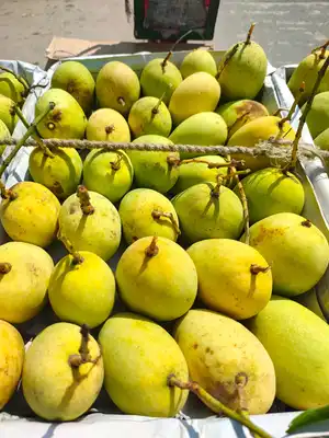 IMG-20260326-WA0013 (1)